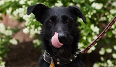 Чарлі та його Квітка