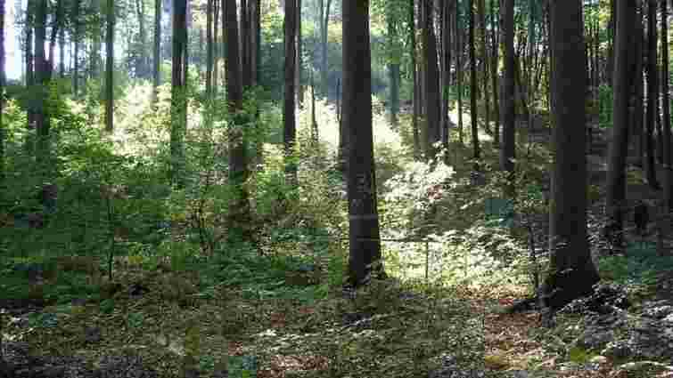 Верховна Рада ухвалила закон про інвентаризацію лісів