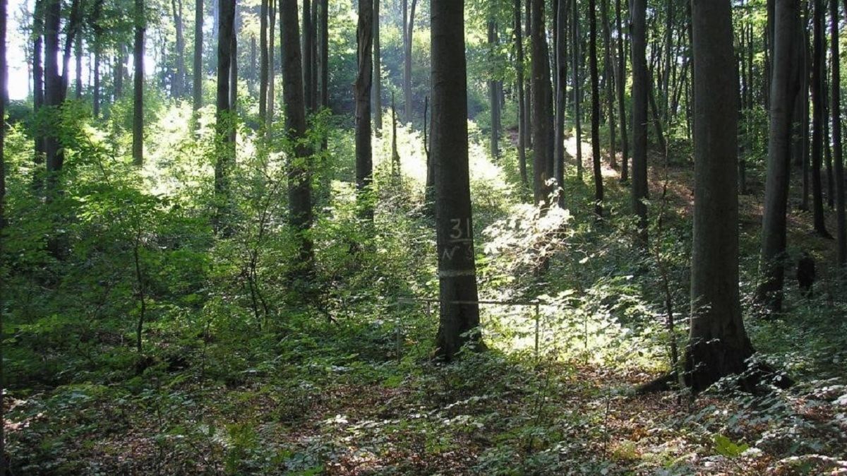 Верховна Рада ухвалила закон про інвентаризацію лісів