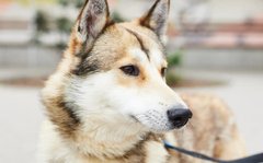 В обіймах Самер