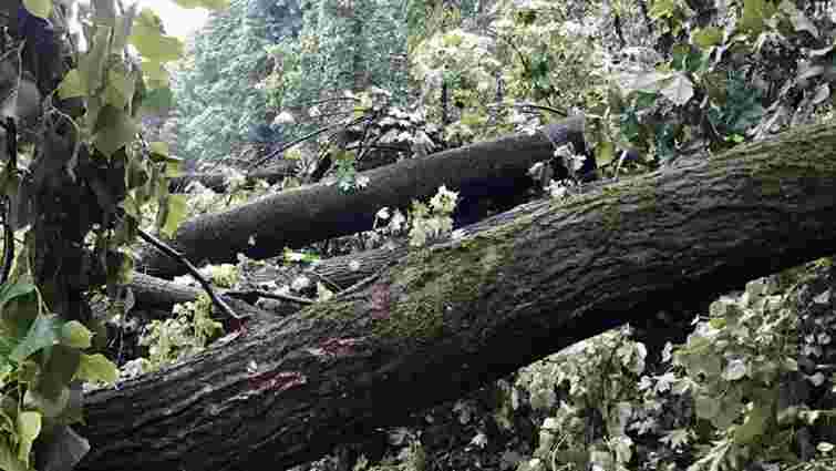 Вчорашня буря повалила близько 50 дерев у парку на Високому Замку