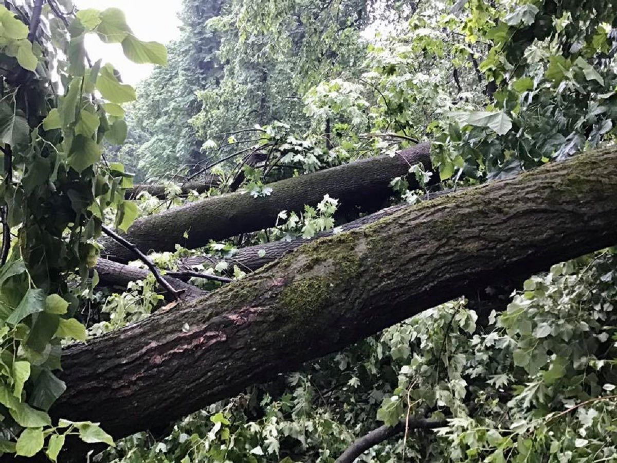 Вчорашня буря повалила близько 50 дерев у парку на Високому Замку