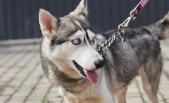 Полюби свого Короля