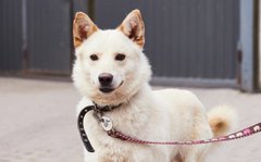 Нік з великим серцем