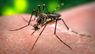 Львівські медики виявили тропічну малярію у 46-річного чоловіка, який повернувся з Уганди