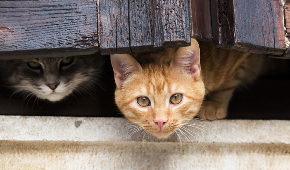Ветеринари фонду Four Paws безкоштовно стерилізуватимуть вуличних котів Києва