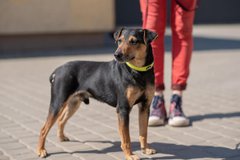 Арнольд з Погулянки