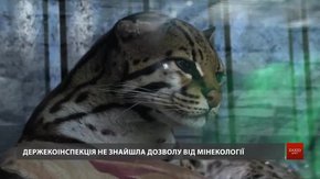 Держекоінспекція виявила порушення в утриманні диких кішок на приватному подвір'ї у Бориславі