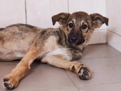 У пошуках Немо