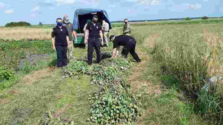 Із приватної земельної ділянки на Сокальщині поліція вилучила понад 4,5 тис. рослин маку