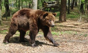 У ведмежому притулку «Домажир» відкрили туристичну стежку до вольєрів Ласки і Мишка