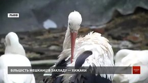 Львівська Домівка врятованих тварин потребує коштів на їжу для підопічних