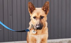 Кевін знову загубився