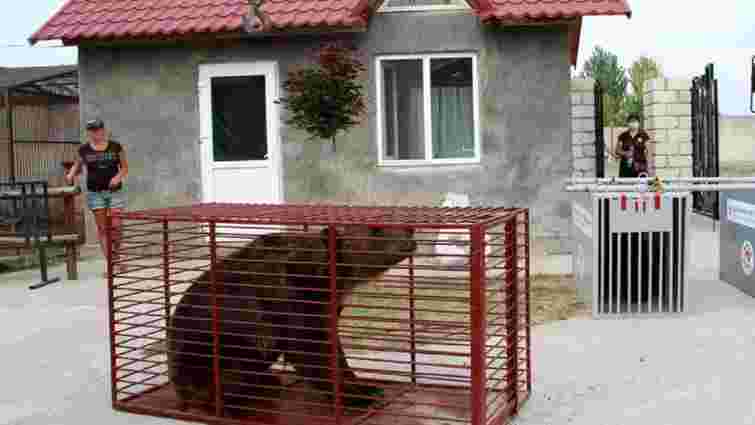 У притулку «Домажир» поселяться два ведмеді з приватного зоопарку на Донбасі