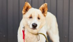 Незряча Дана шукає сім'ю