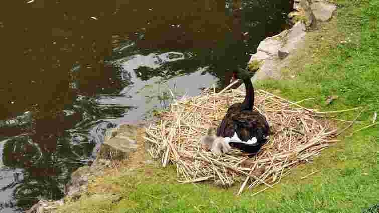 У пари чорних лебедів у Стрийському парку з'явилося потомство