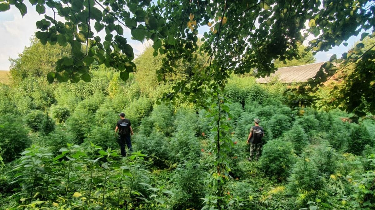 Львівські поліцейські вилучили з города 45-річного чоловіка 500 кущів коноплі