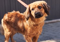 Солодкий Барні