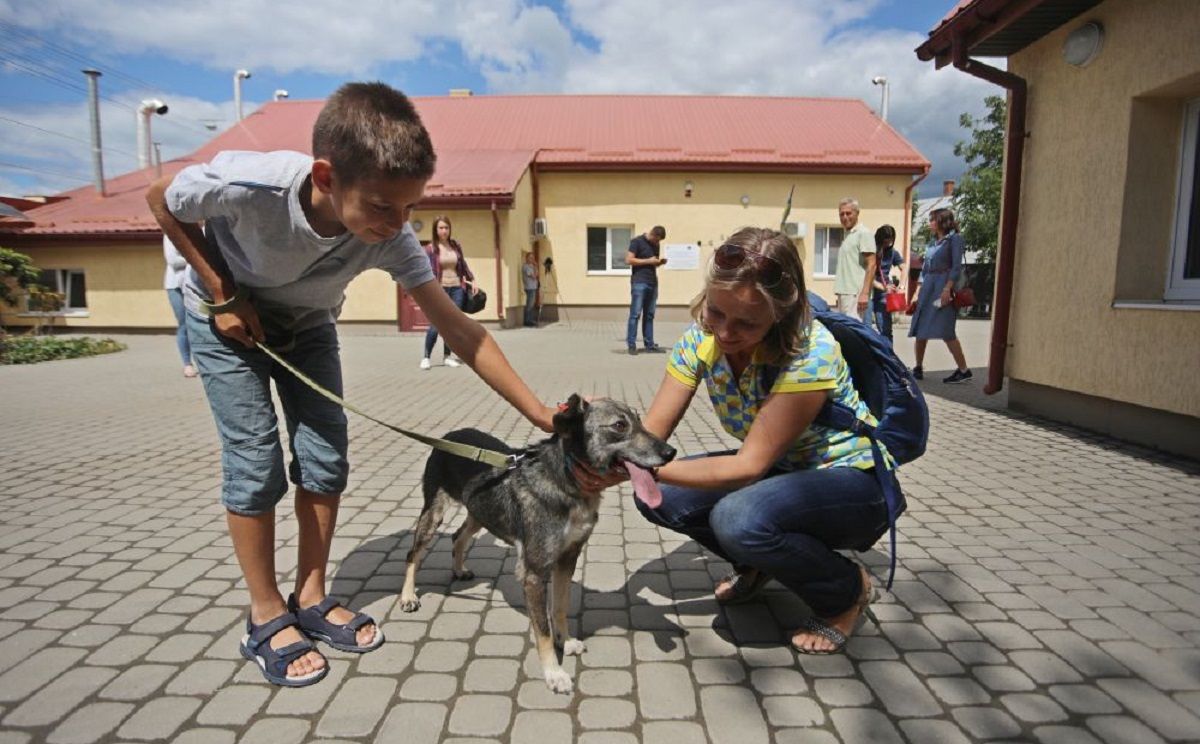 У Львові за допомогою мобільного додатку порахують усіх безпритульних собак