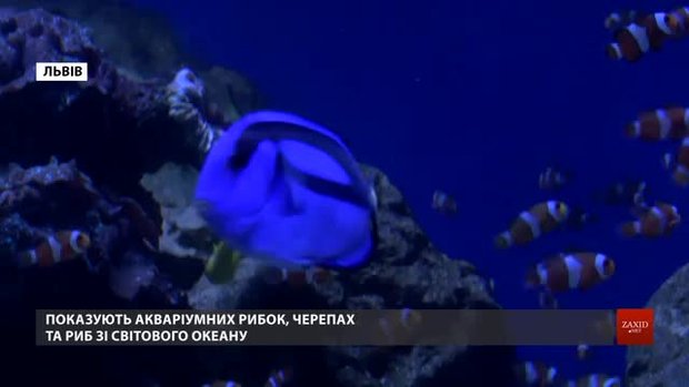 У центрі Львова відкрили перший у місті приватний океанаріум