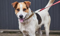 Чай з Мелісою