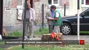 Львівський екопатруль виписав рекордний штраф за знищення дерев
