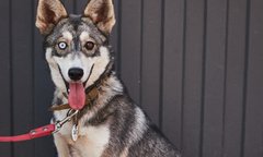 Чарівник Гудвін з Заводської