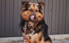 Фродо і його друзі