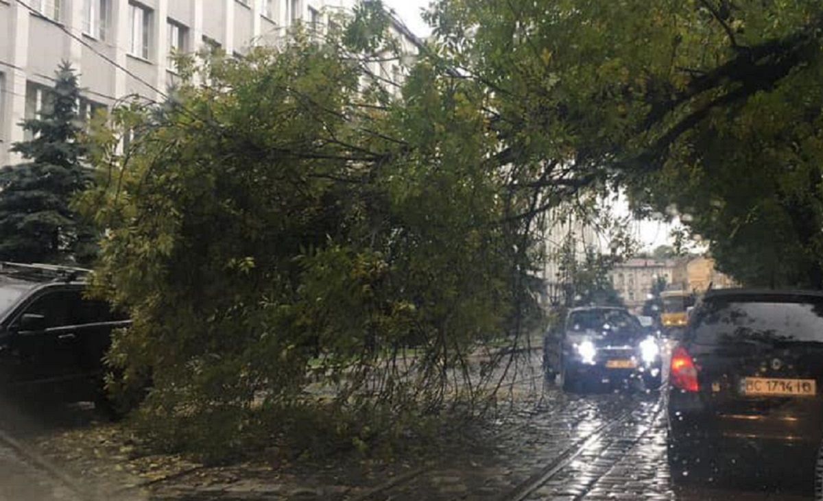 Через падіння дерева на вул. Вітовського не курсують трамваї