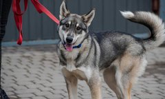 Казки молодого Ганса