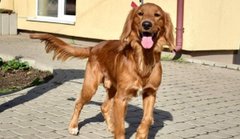 Величний Персей