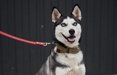 Монро шукає господаря