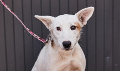 Біла Марі коричневе око