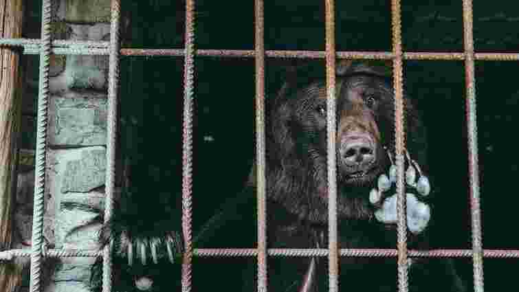 У ведмежий притулок «Домажир» привезли трьох ведмедів, які жили в ресторанах