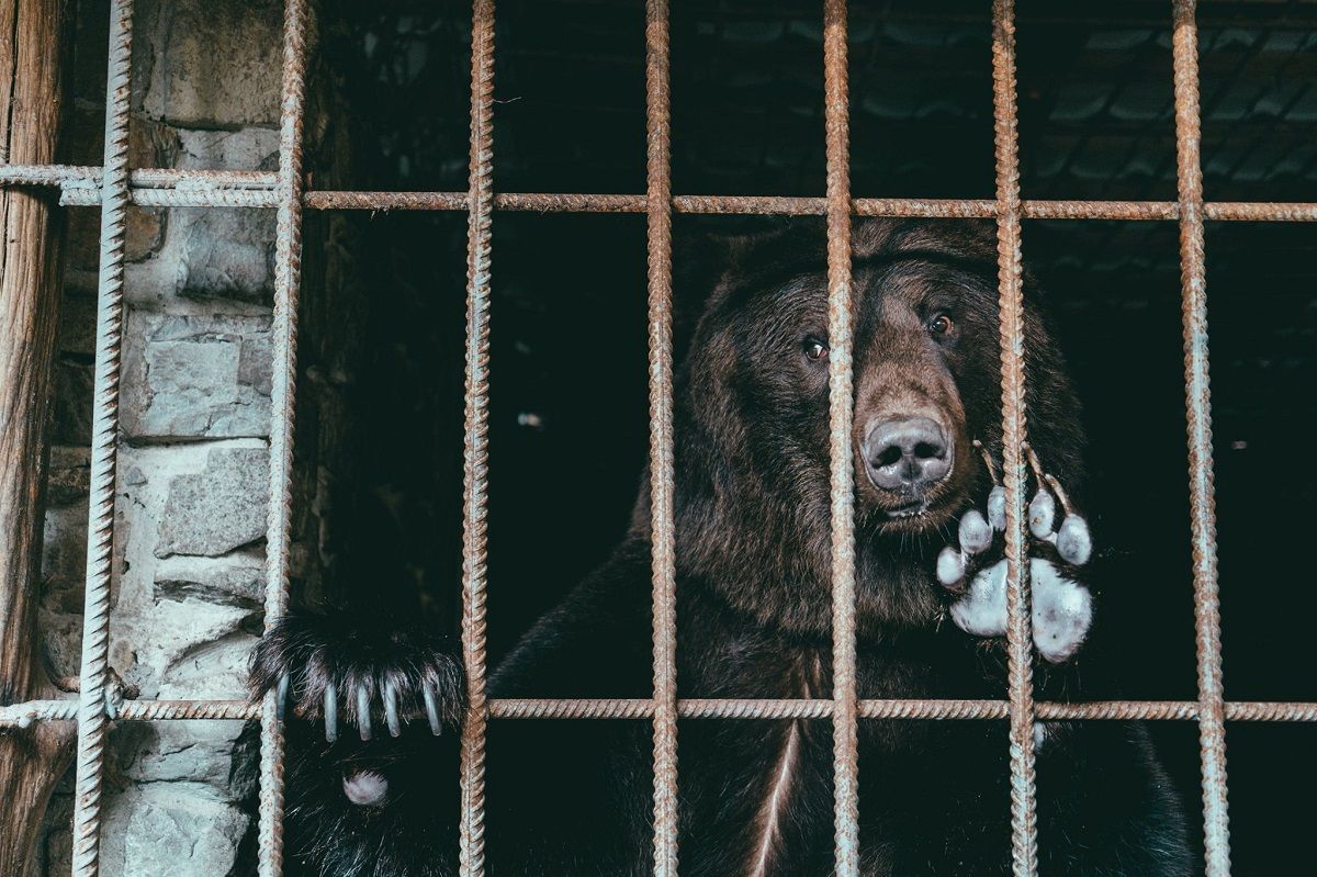 У ведмежий притулок «Домажир» привезли трьох ведмедів, які жили в ресторанах