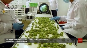 Як львів'яни реагують на ймовірність легалізації медичного канабісу