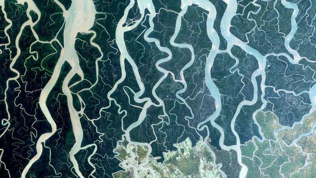 Найбільший у світі суцільний регіон галофітних мангрових лісів «Сундарбан», Бангладеш, у списку спадщини ЮНЕСКО з 1997 року (фото ArchDaily)