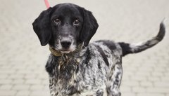 Дим з Високого замку