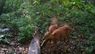 У лісі біля Львова три козулі потрапили у фотопастку. Фото дня