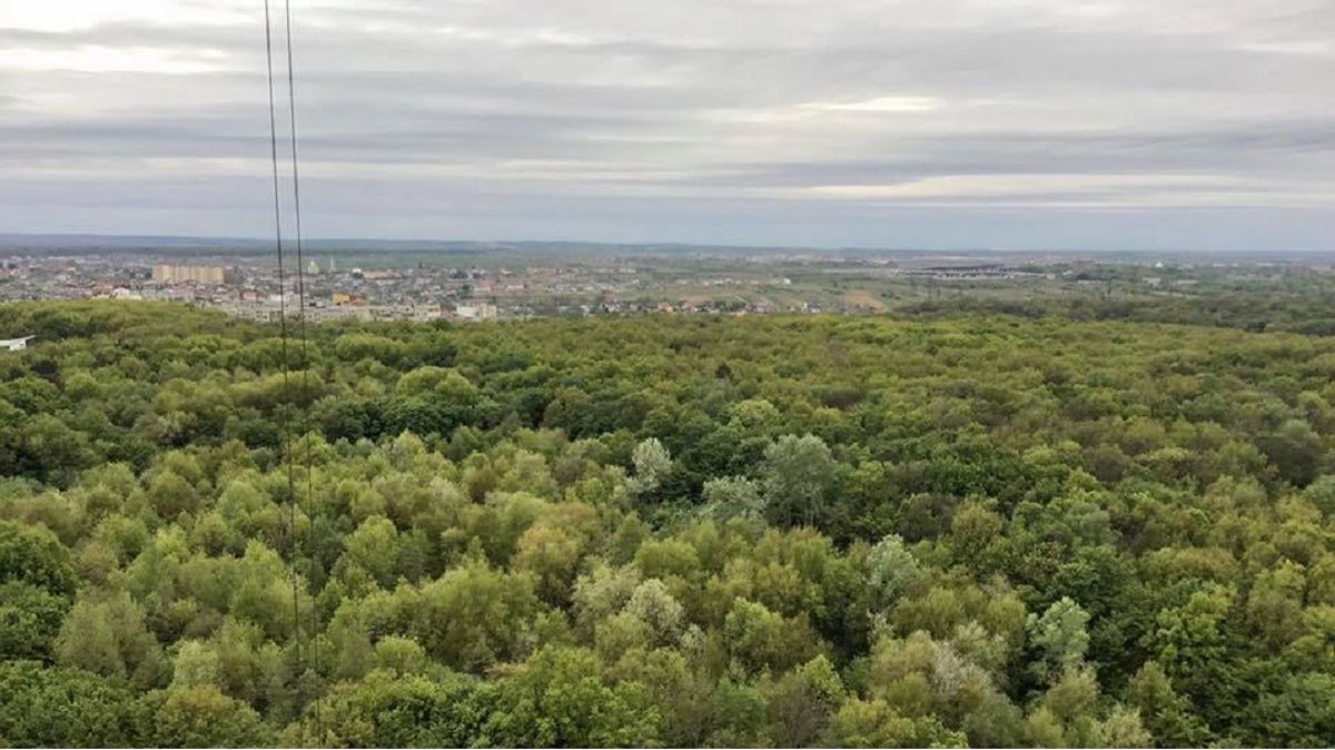 «У мене є мрія – поселити у Львові сім'ю зубрів»