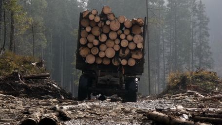 ООН заявила про серйозну загрозу через вирубку лісів у Карпатах