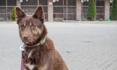 Чарлі та шоколадний Твікс