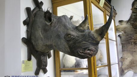 У Львівському зоологічному музеї відреставрували рідкісного носорога