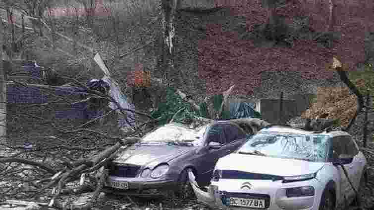 Повалене дерево розбило два автомобілі на вул. Стуса у Львові