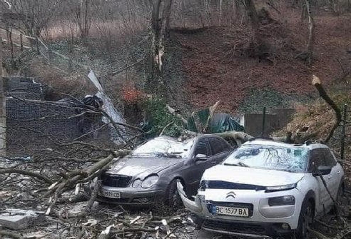 Повалене дерево розбило два автомобілі на вул. Стуса у Львові