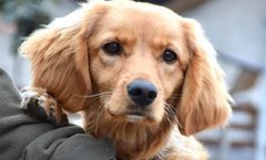 Черешня чи Апельсинка?