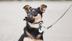 Налисник з Вишнею