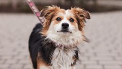 Безтурботний Лондон і затишна Прага