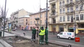 На площі перед Львівською Оперою висаджують платани