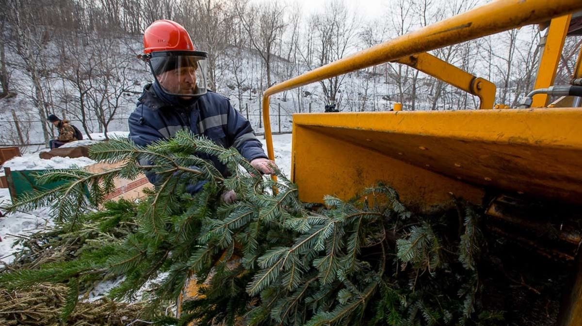 Львівська мерія назвала адреси, де можна здати ялинки на утилізацію